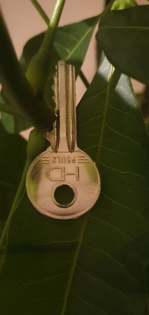 key on green leaf